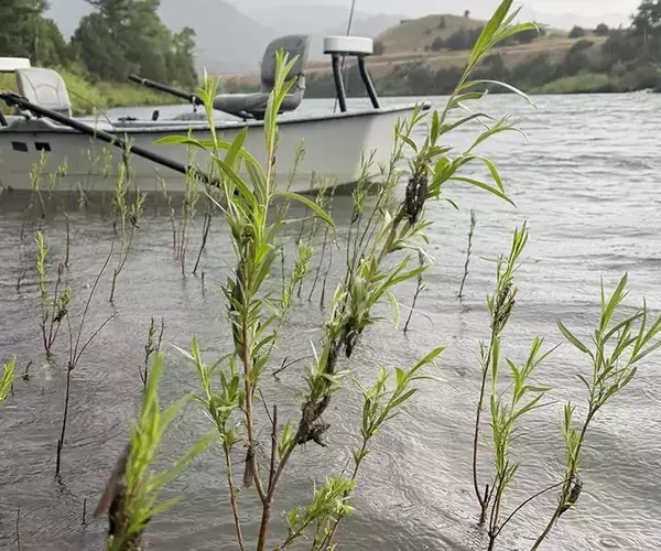 									Salmonflies on the yellowstone river bank near carbella greet anglers on a montana fly fishing trip
															