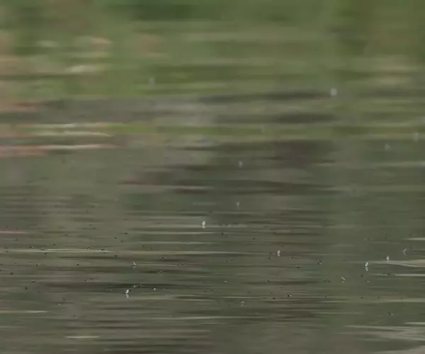 									Trico spinner fall on ennis lake montana fly fishing trip
															