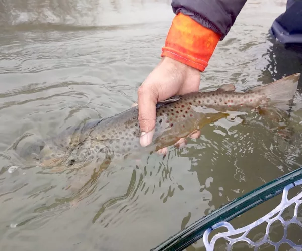 									Winter brown trout
															