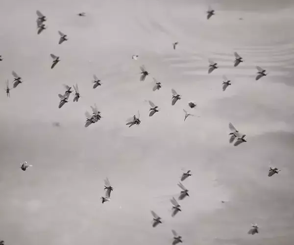 									Bwo hatch
															