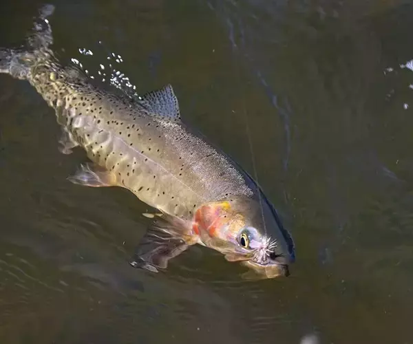 									Cutthroat to the net while fly fishing in montana
															
