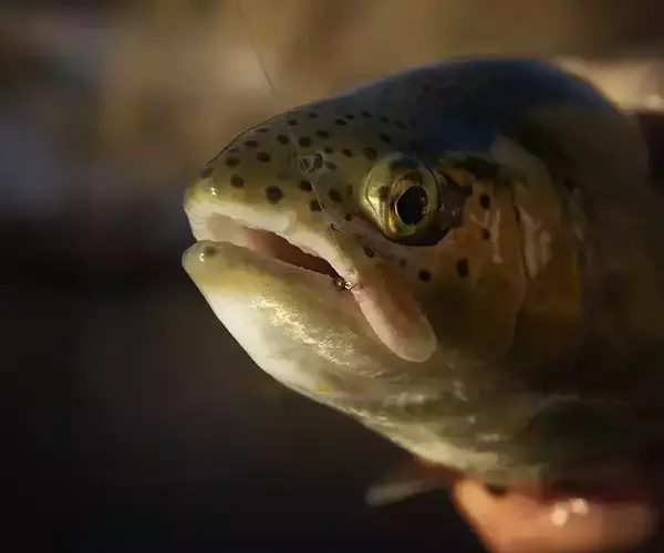 									Madison river fishing rainbow trout and nymph
															
