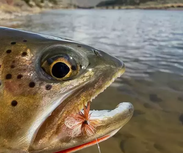 									Montana fly fishing trip success with a royal wulff
															