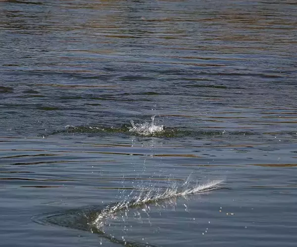 									Setting the hook while fly fishing in montana
															