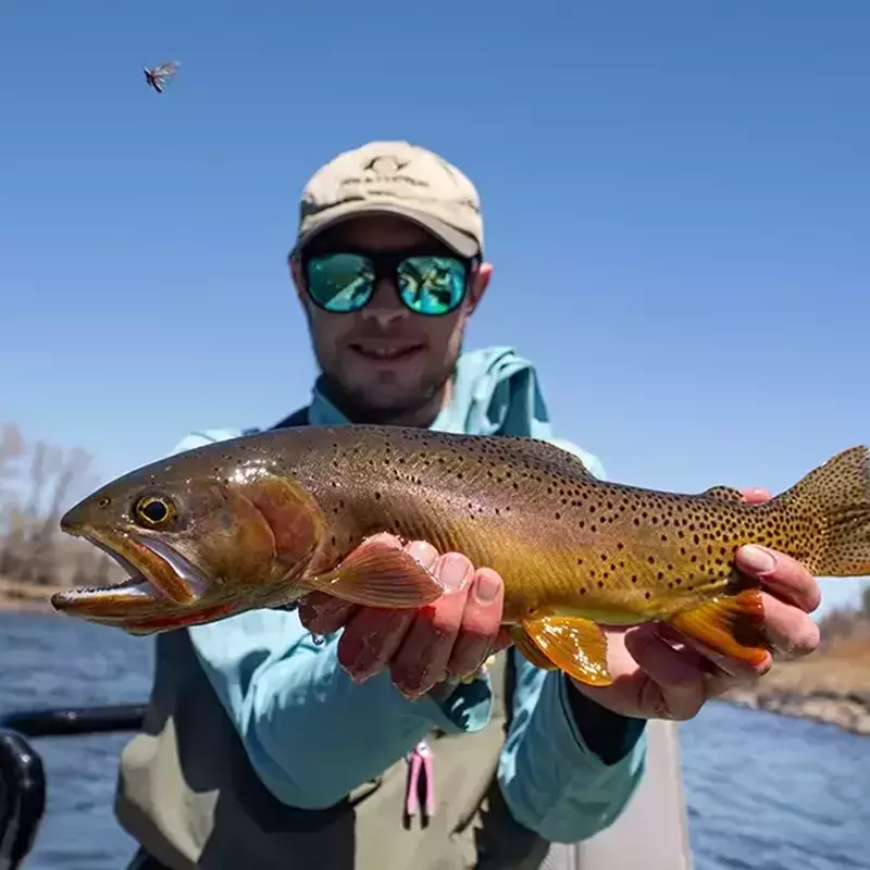 											Yellowstone cutthroat trout during mothers day caddis hatch
																						