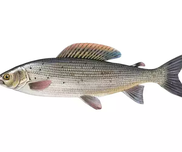 Native Montana fish of the upper Big Hole River, the Arctic Grayling