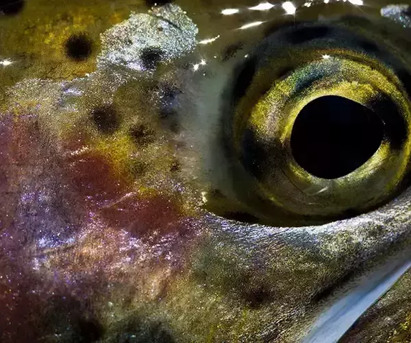 A close look at a Montana Rainbow Trout