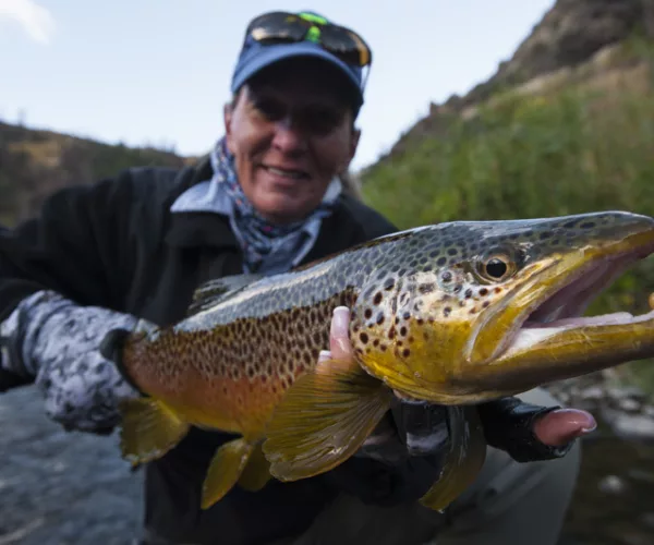 Lower Madison Brown Trout caught during a Bozeman, Montana fly-fishing guide trip with Fins & Feathers Guide Service.