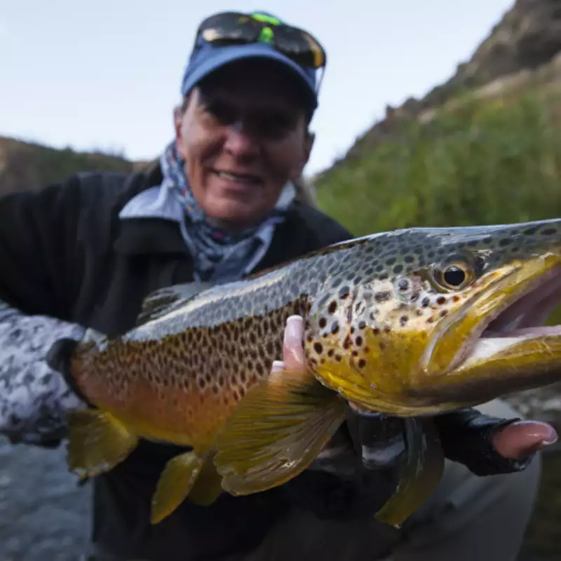 											Lower Madison Brown Trout caught during a Bozeman, Montana fly-fishing guide trip with Fins & Feathers Guide Service.
																						