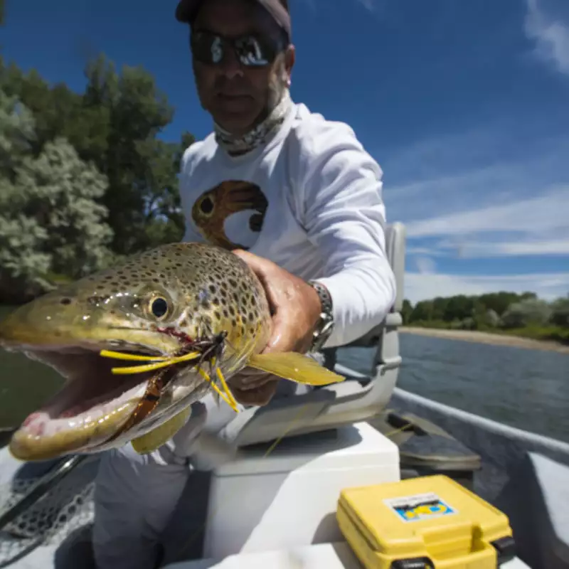 											Yellowstone River Brown Trout caught on a JJ Special during  a Bozeman, Montana fly-fishing guide trip with Fins & Feathers Guide Service.
																						