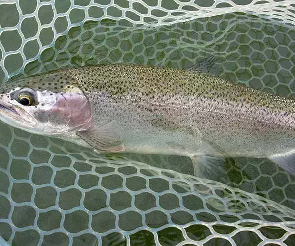 									Hebgen lake rainbow trout fly fishing in montana
															