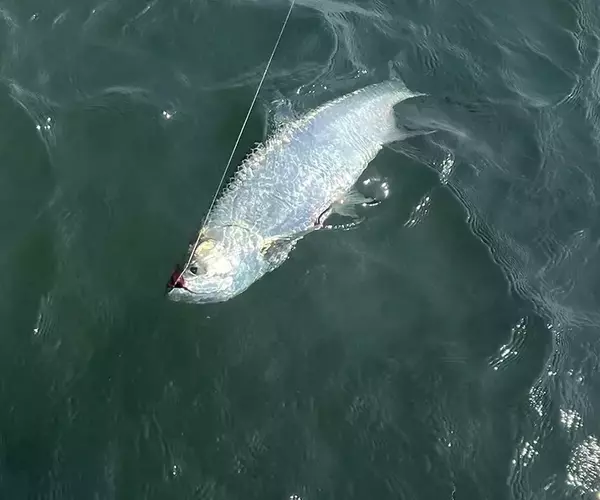									Belize fly fishing el pescador baby tarpon
															