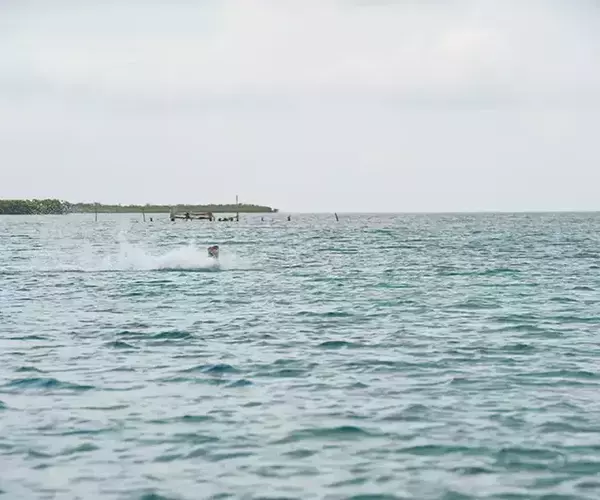 									Turneffe flats lodge flats fishing in Belize 1 of 1 15
															