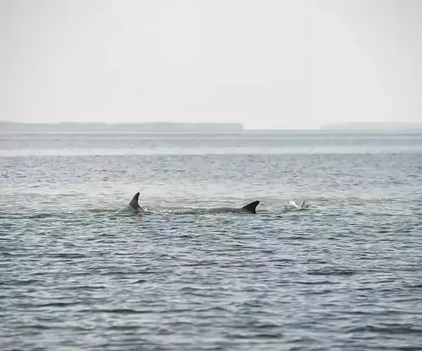 									Turneffe flats lodge flats fishing in Belize 1 of 1 22
															