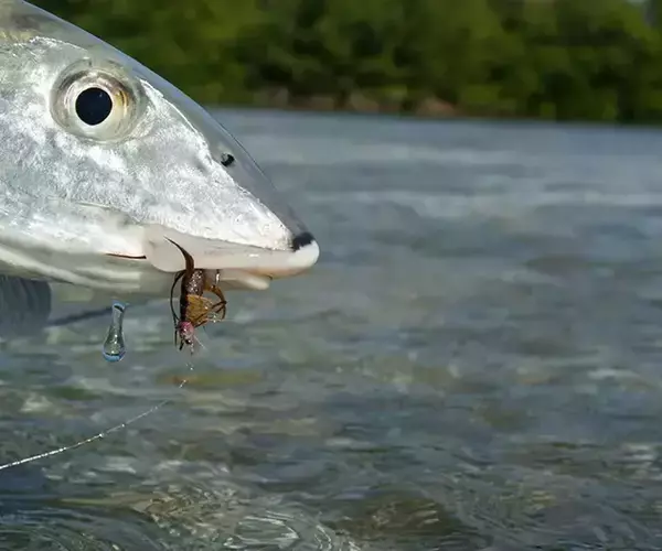 									Turneffe flats lodge flats fishing in Belize 1 of 1 23
															