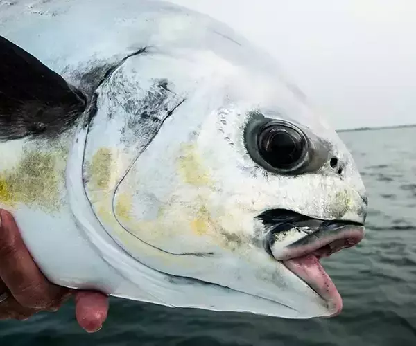 									Turneffe flats lodge flats fishing in Belize 1 of 1 28
															
