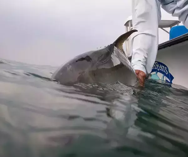 									Turneffe flats lodge flats fishing in Belize 1 of 1 29
															
