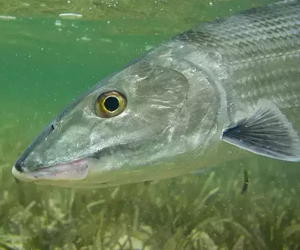 									Turneffe flats lodge flats fishing in Belize 1 of 1 30
															