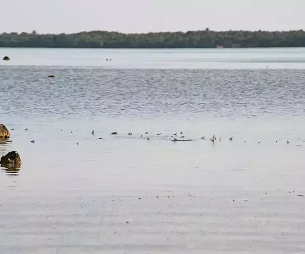 									Turneffe flats lodge flats fishing in Belize 1 of 1 7
															