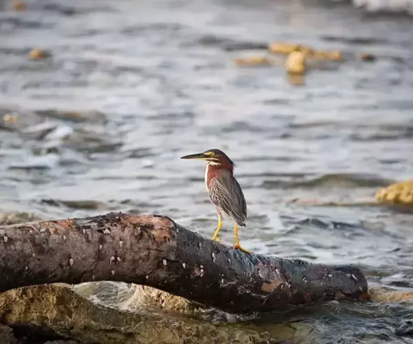 									Turneffe flats lodge flats fishing in Belize 1 of 1 8
															