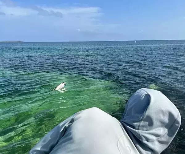 									Turneffe flats lodge tarpon broadside
															
