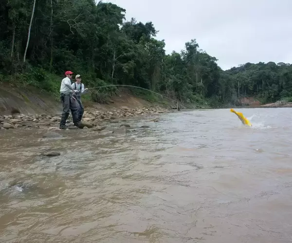 									Bolivia fly fishing 2014 fighting a golden dorado in shallow water
															