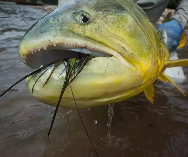 									Bolivia fly fishing 2014 golden dorado head
															