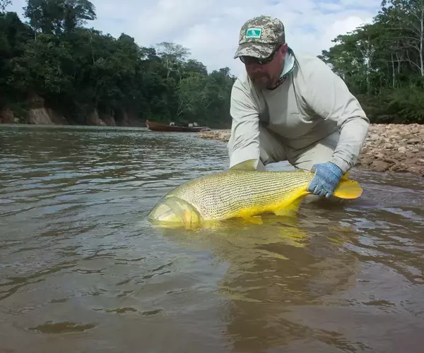 									Bolivia fly fishing 2014 golden dorado release
															
