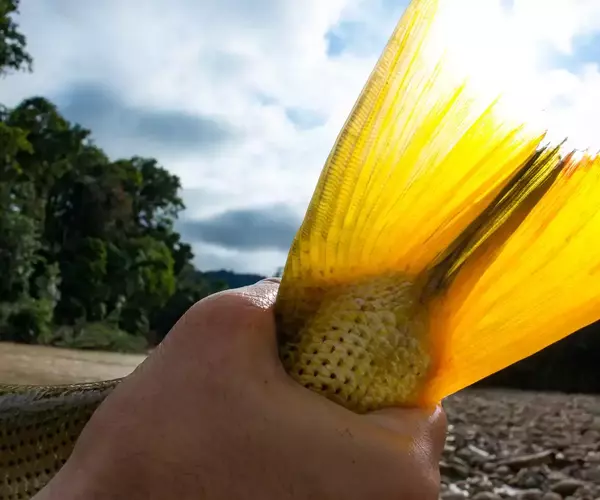 									Bolivia fly fishing 2014 golden dorado tail
															