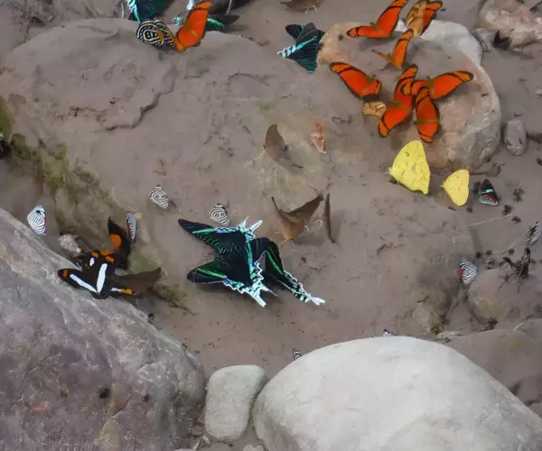 									Bolivia fly fishing 2014 jungle critters
															
