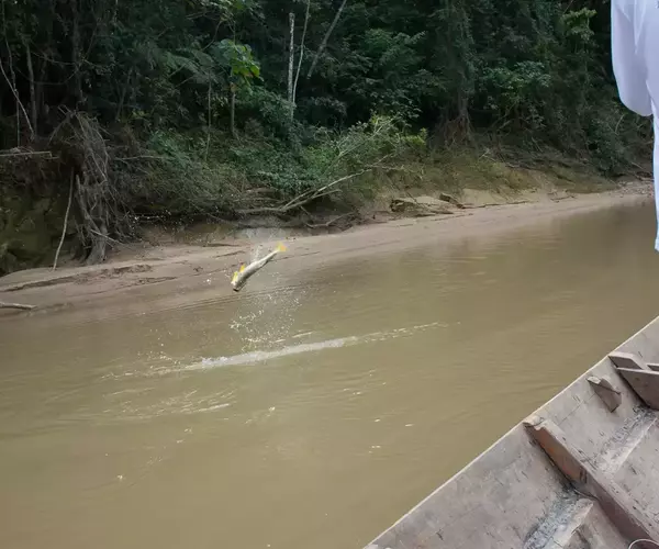 									Bolivia fly fishing 2014 secure river jumping dorado
															