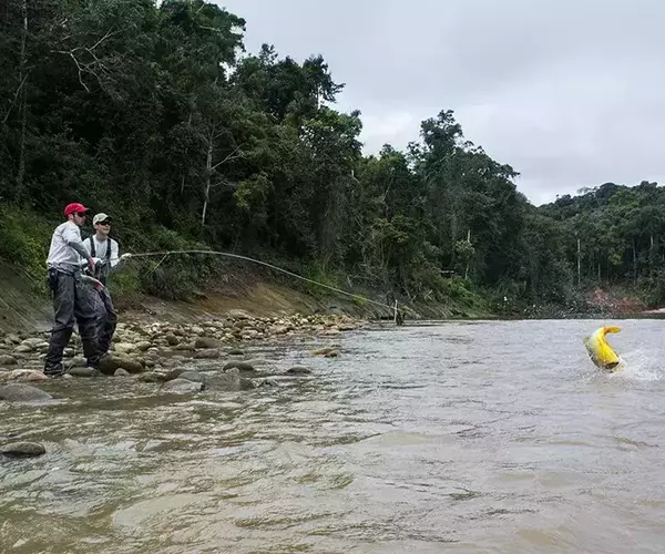 									Bolivia fly fishing for golden dorado acrobatics
															