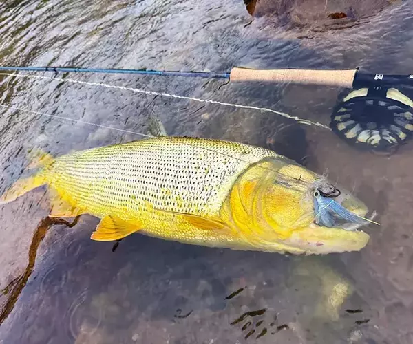 									Bolivia fly fishing for golden dorado cruiser
															