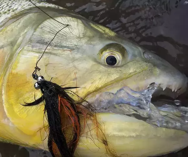 									Golden dorado fly fishing secure river headwaters
															
