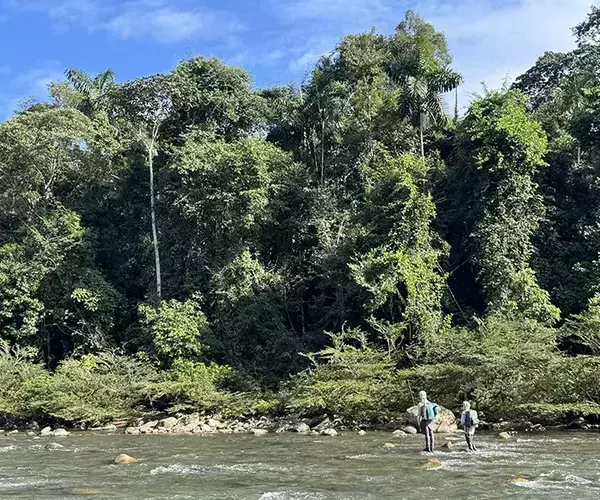 									Golden dorado fly fishing tsimane river wading
															