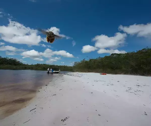 									Bee in your face brazil peacock bass fishing
															