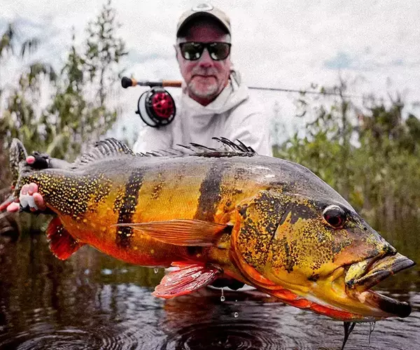									Copper brazil peacock bass fishing in brazil
															