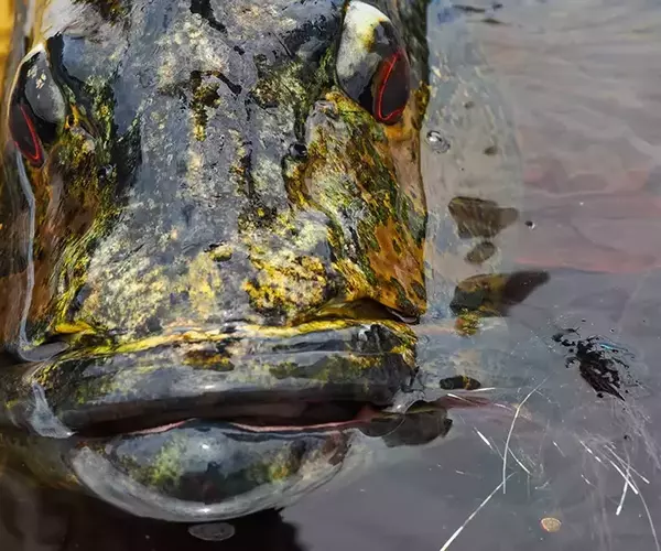 									Copper peacock bass in brazil
															