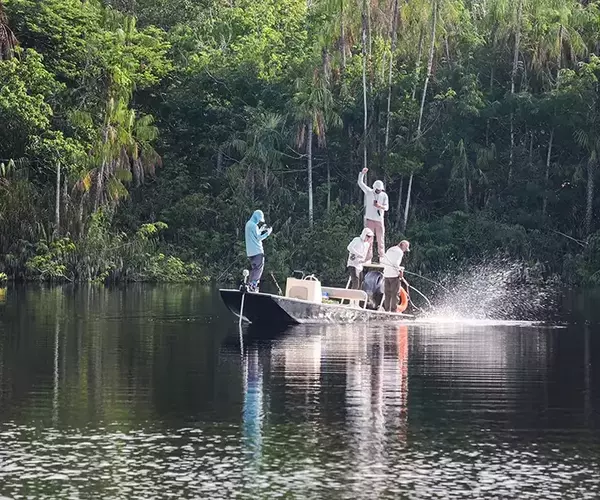 									Netting 245 pounder peacock bass
															