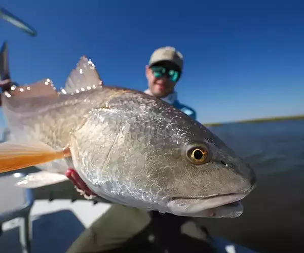 									Lousiana redfish fly fishing in cocodrie 1 of 33
															