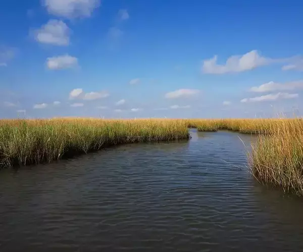 									Lousiana redfish fly fishing in cocodrie 18 of 33
															