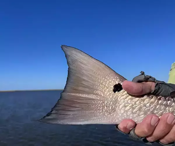 									Lousiana redfish fly fishing in cocodrie 2 of 33
															
