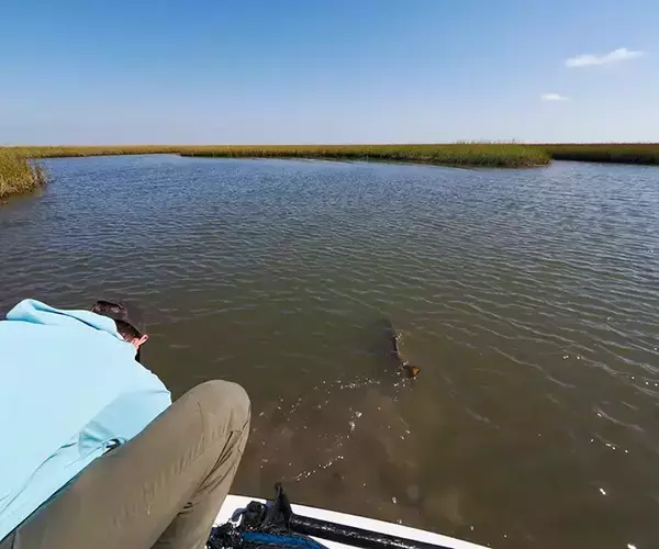 									Lousiana redfish fly fishing in cocodrie 20 of 33
															