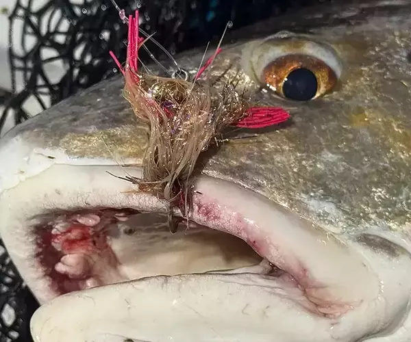 									Lousiana redfish fly fishing in cocodrie 21 of 33
															