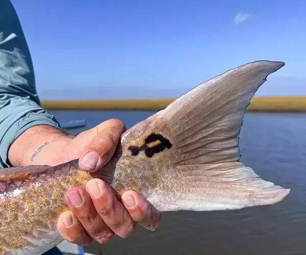 									Lousiana redfish fly fishing in cocodrie 22 of 33
															