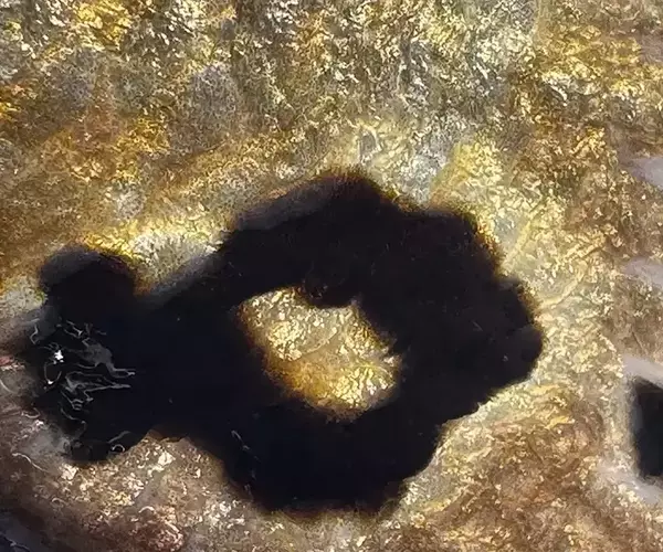 									Lousiana redfish fly fishing in cocodrie 25 of 33
															