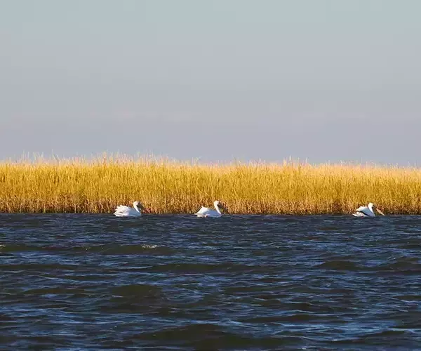 									Lousiana redfish fly fishing in cocodrie 29 of 33
															