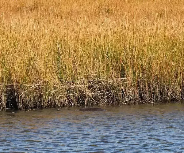 									Lousiana redfish fly fishing in cocodrie 30 of 33
															