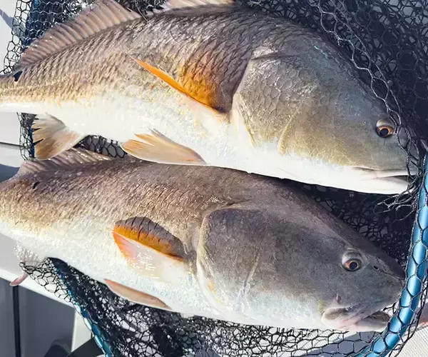 									Lousiana redfish fly fishing in cocodrie 6 of 33
															