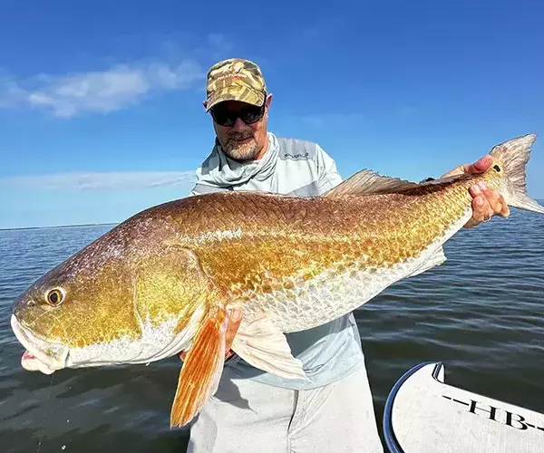 									Venice louisiaina redfish fly fishing bull redfish
															